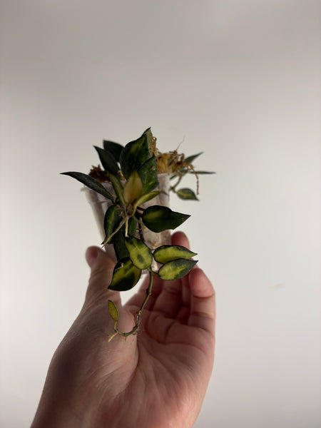 hoya lacunosa illumi C