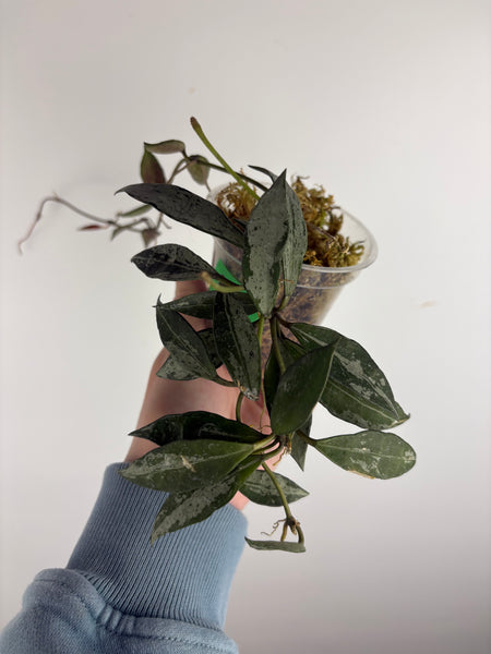 hoya lacunosa middle silver C
