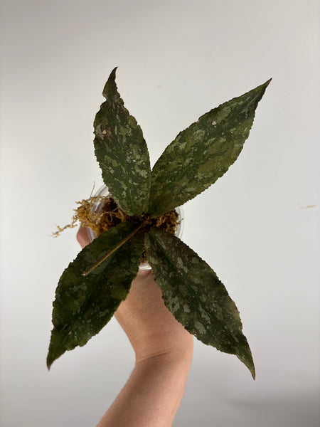 Hoya Undulata purple silver A