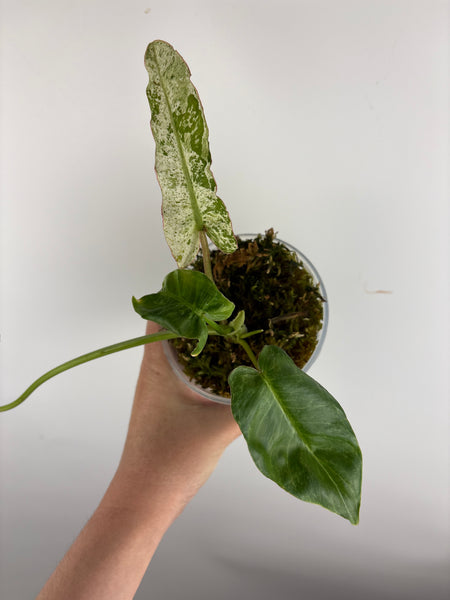 Philodendron Billitiae x paraiso verde (Thailand)