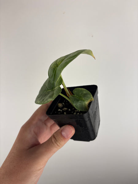 Alocasia silver dragon variegated
