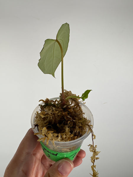Anthurium legend x fort sherman 7