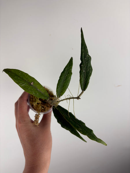 Hoya Sp aceh z3