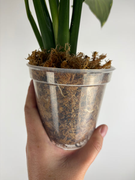 Spathiphyllum sensation aurea
