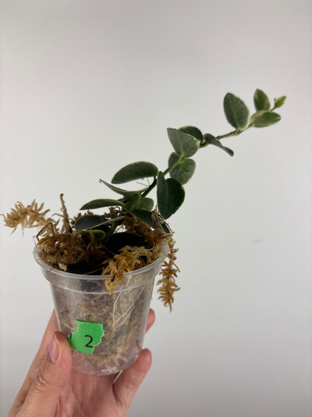 Hoya cumingiana 'Albo 2
