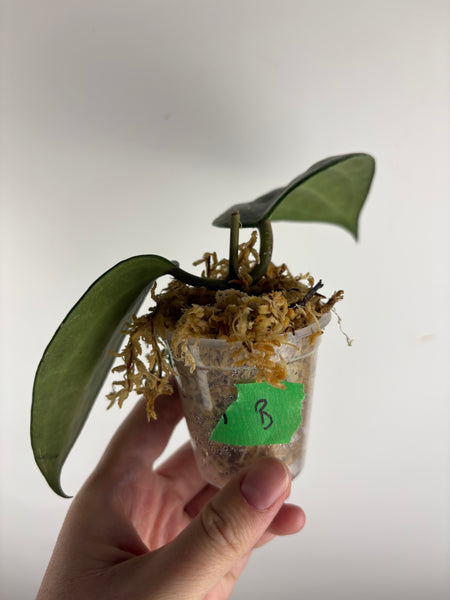 Hoya Latifolia 'rimba perak' B