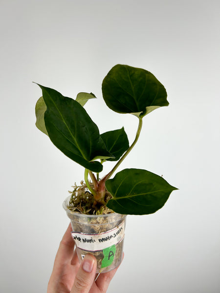 Anthurium hoffmannii mutation A