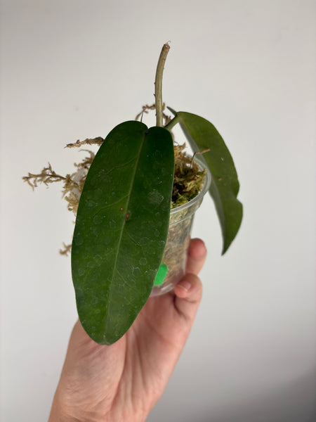 hoya stenakei dark C