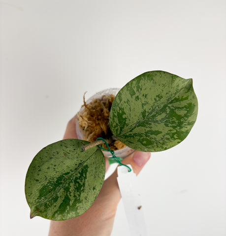 Hoya Michele silver A