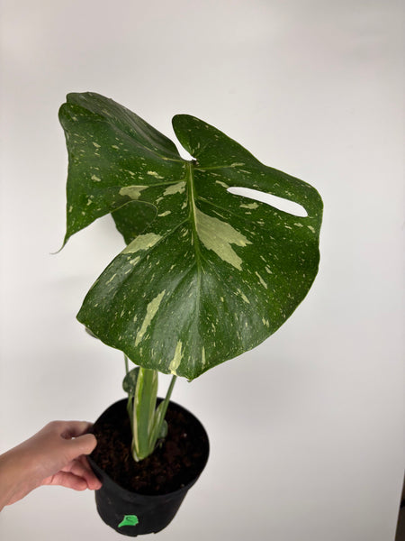 Monstera Thai constellation 6 inch C