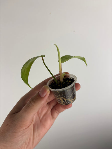 Philodendron Florida ghost