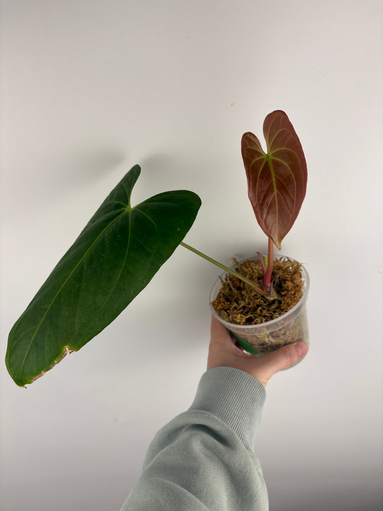 anthurium nero Anthurium dark phoenix x Nero – We Pot Plants