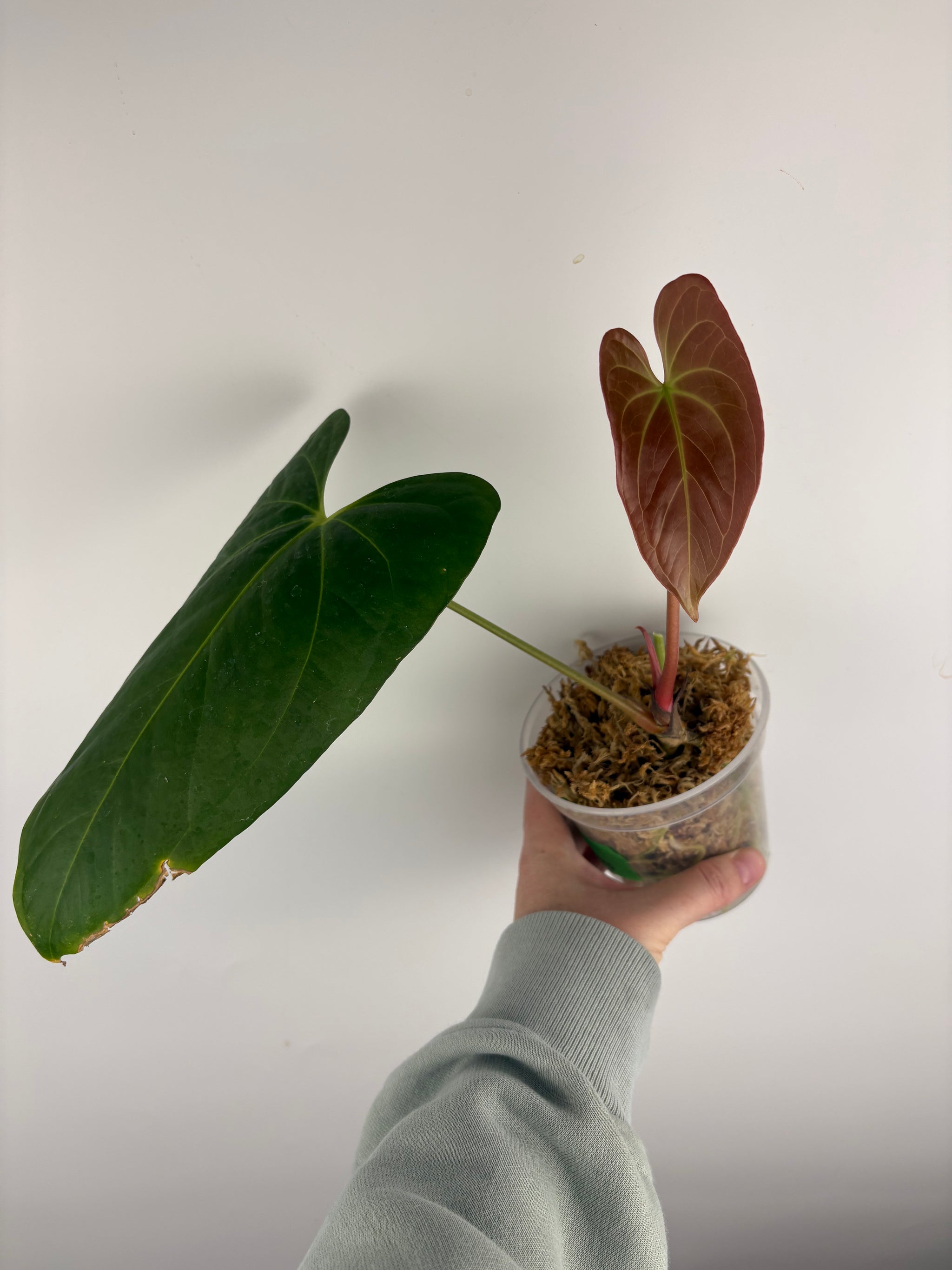 All Plants – Tagged 