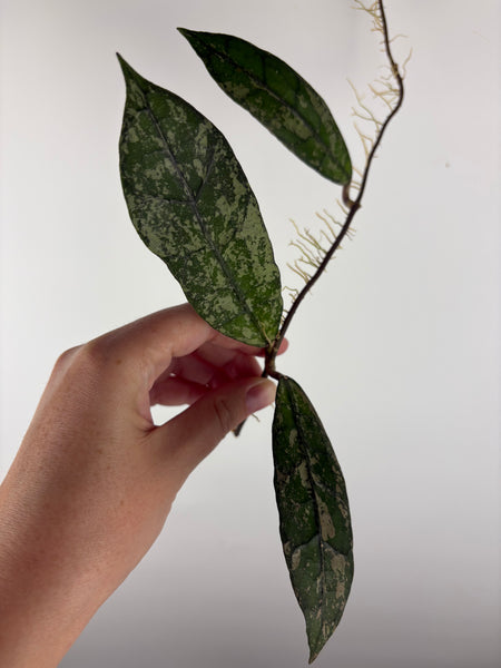Hoya Clemensiorum
bukit endau silver top cut