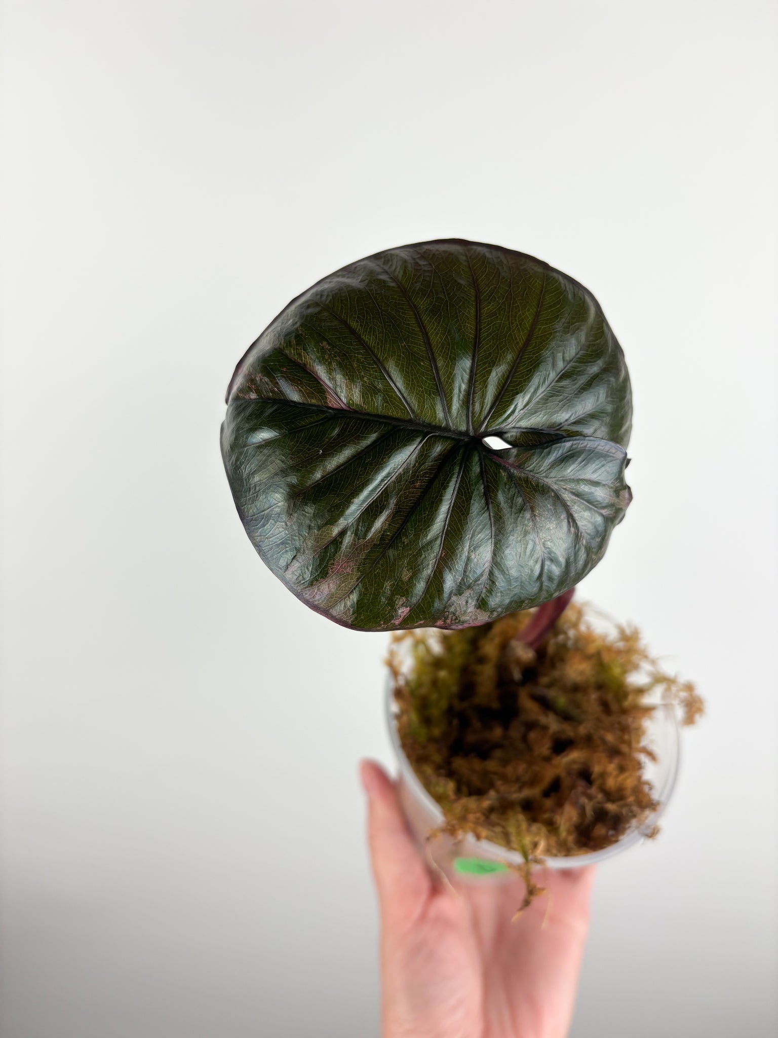 Alocasia Serendipity variegated B