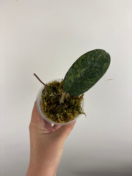hoya sp aceh mustika 