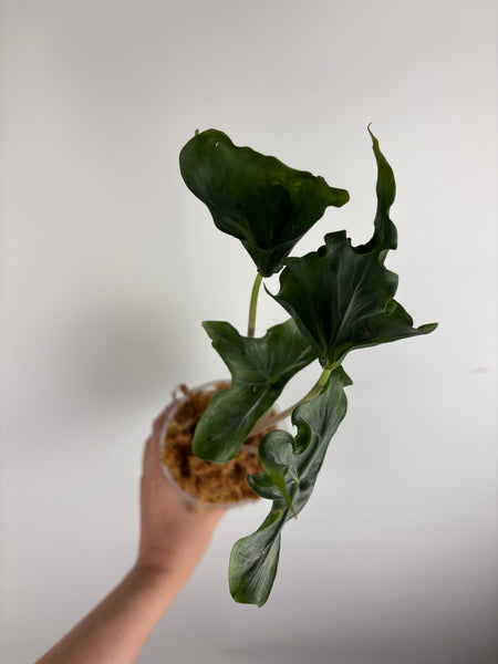 Alocasia holy grail B