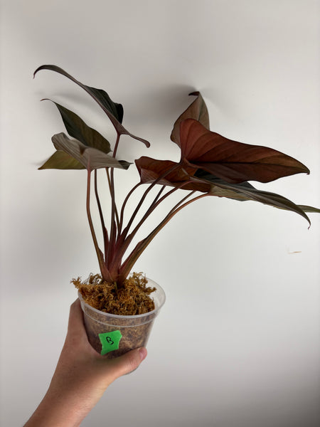 homalomena pink diamond (Thailand) B