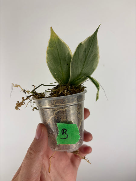 hoya polyneura outer variegated B