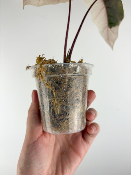 Alocasia pseudo sanderiana pink variegated C