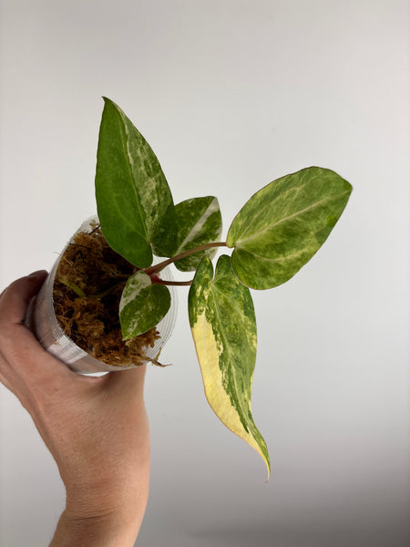 Anthurium papillilaminum variegated x Carlablackiae (Thailand) C