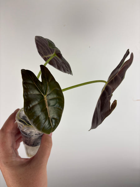 alocasia golden bone aurea A