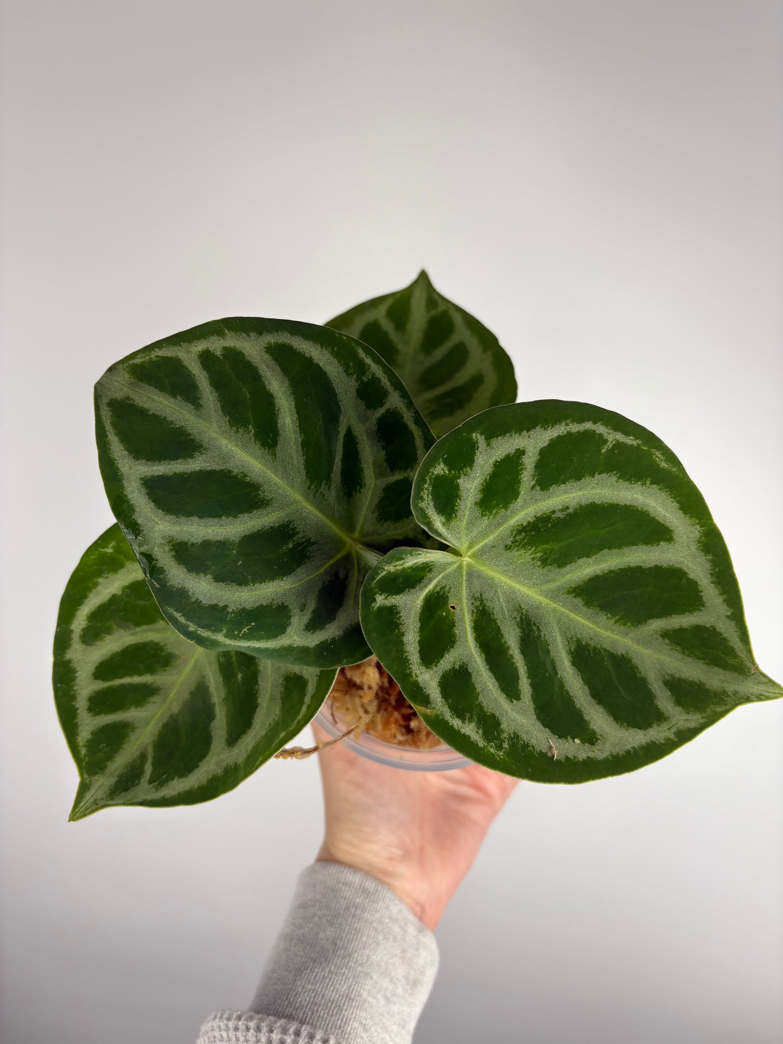 Anthurium Silver blush mutation C