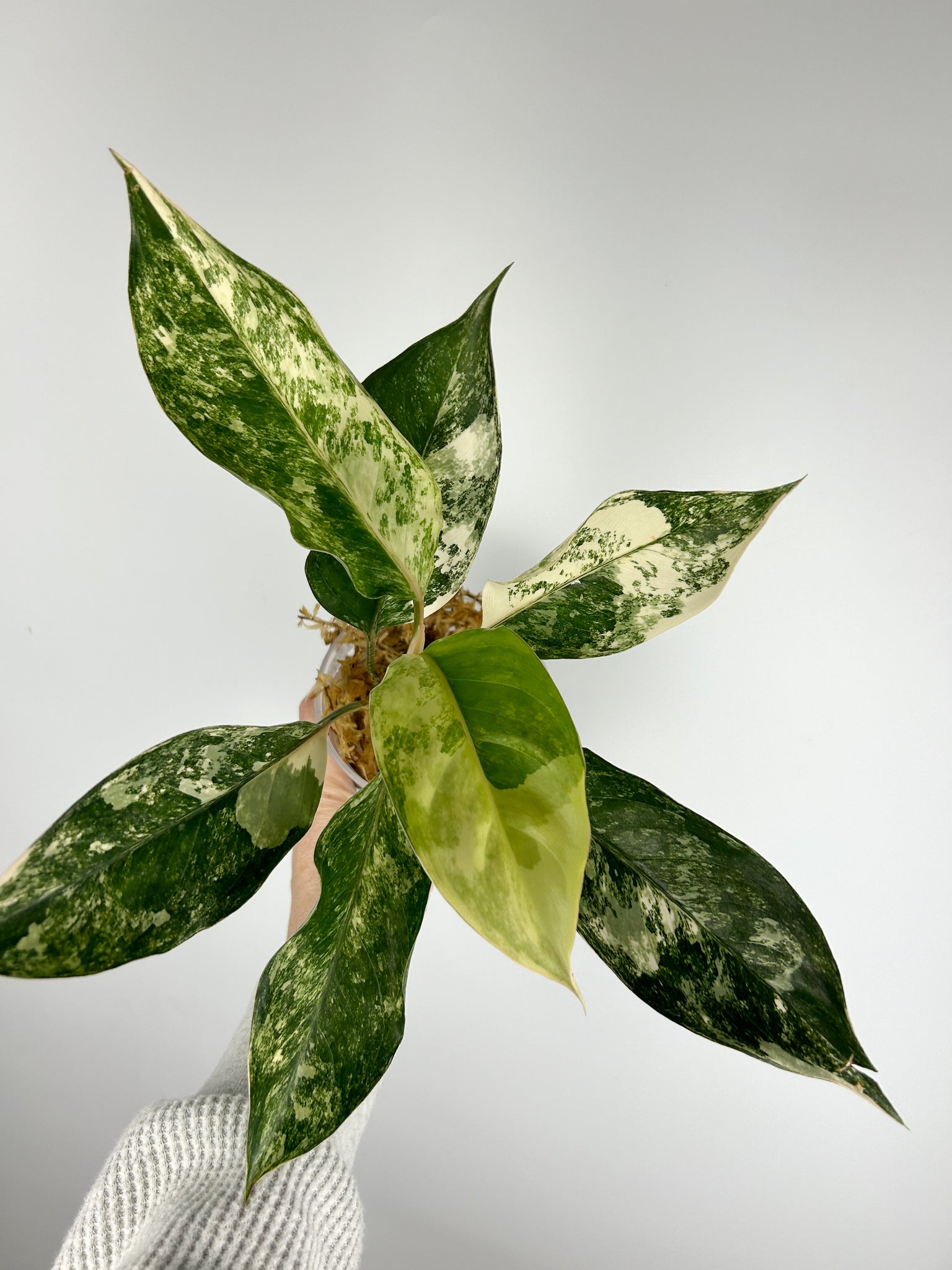 Aglaonema siam jade variegated B