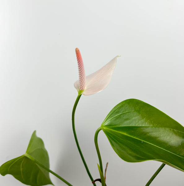 Anthurium subsignatum mutation A