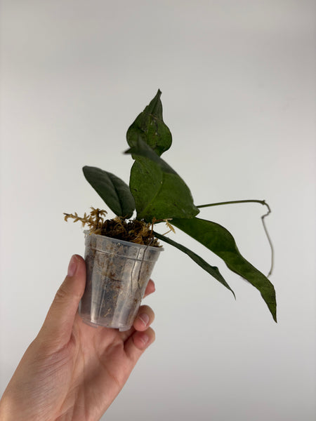 Hoya mitrata silver sp kapuas hulu 7