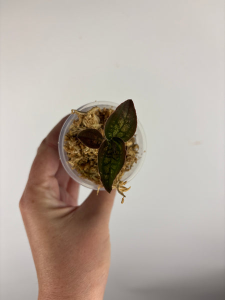 Jewel orchid sp papua A
