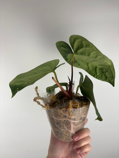 Anthurium papillilaminum x luxurians