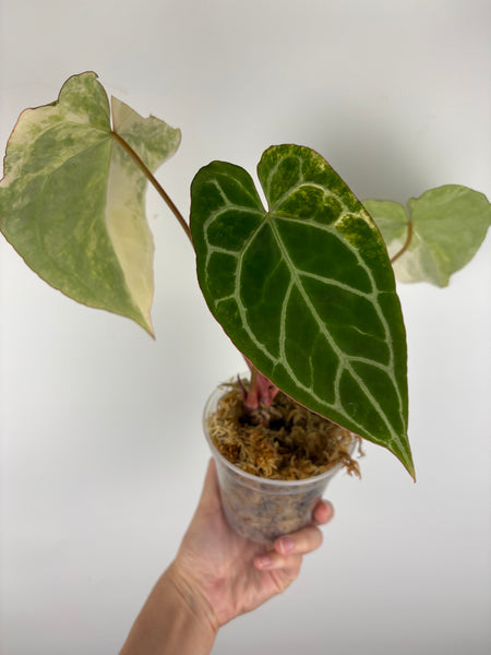 Anthurium crystallinum variegated 3 - double growth point