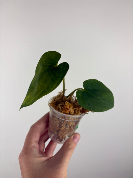 Anthurium Dark Pheonix seed D as is