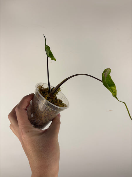 Alocasia stingray albo pink variegated