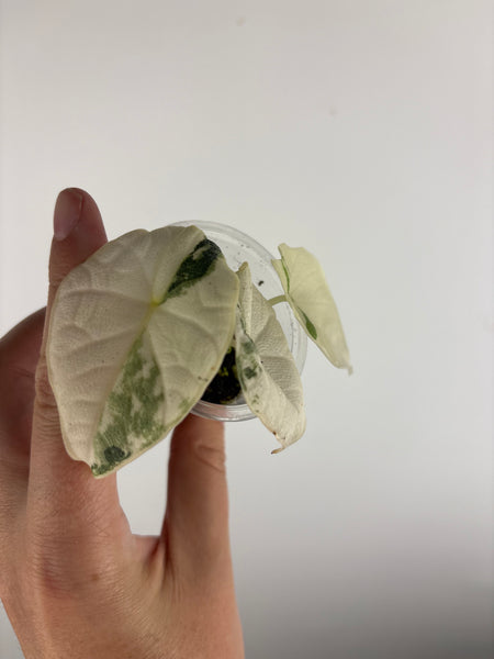Alocasia Melo baby B