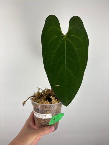 Anthurium Fort Sherman  x RVDP 2