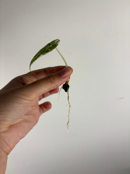 alocasia maharani albo baby