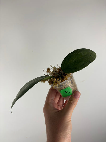 hoya menak sopal silver B