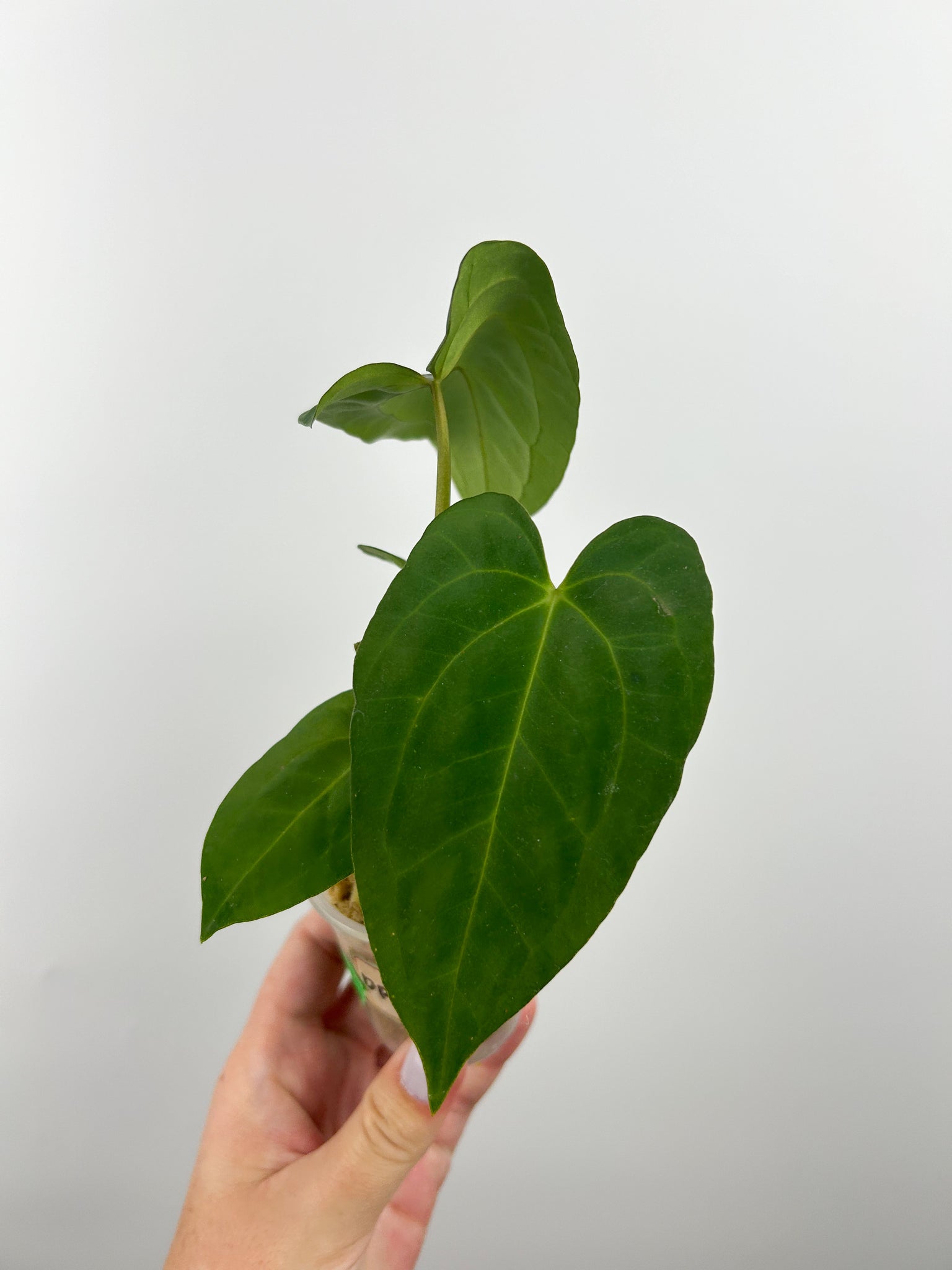 Anthurium dark phoenix x dark panama Indonesia D2