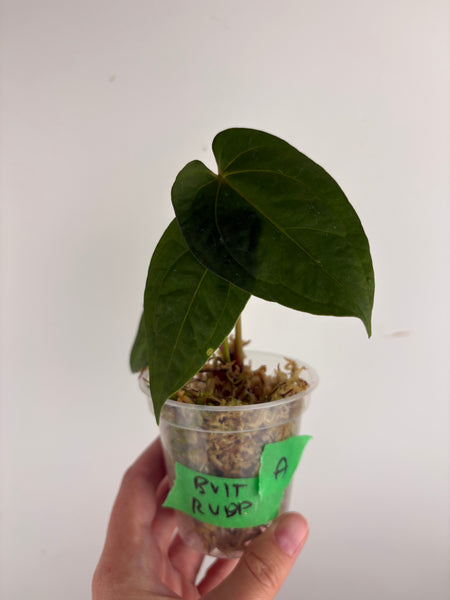 Anthurium Bvit x rvdp A
