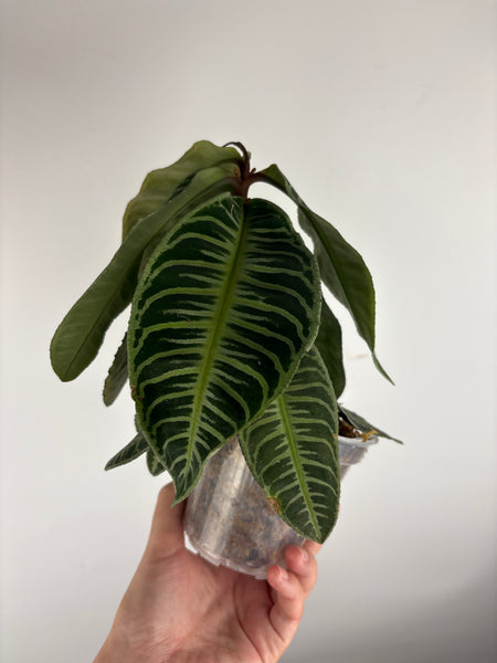 Labisia emlemantha zebra