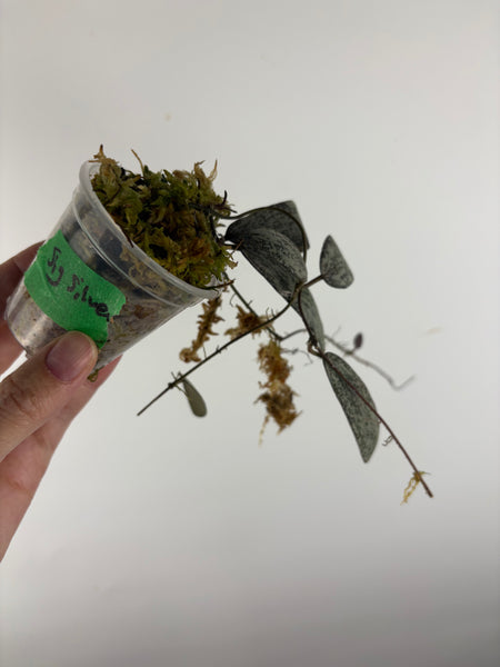 Hoya sigillatis silver