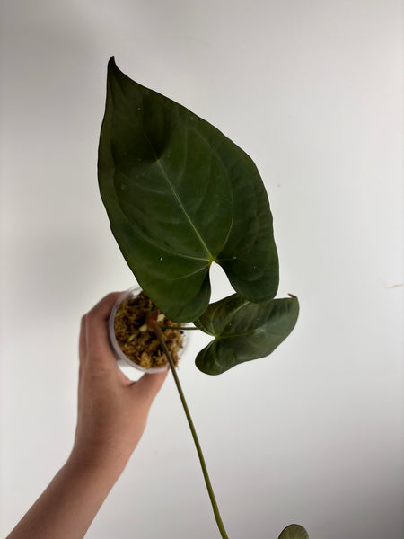 Anthurium BVIT x dark phoenix F