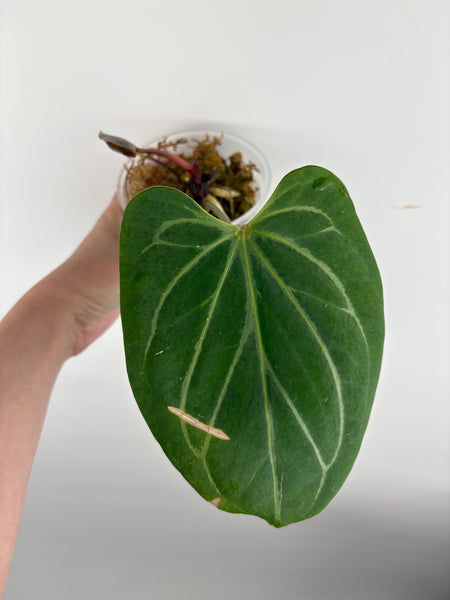 Anthurium king of spades butterfly
