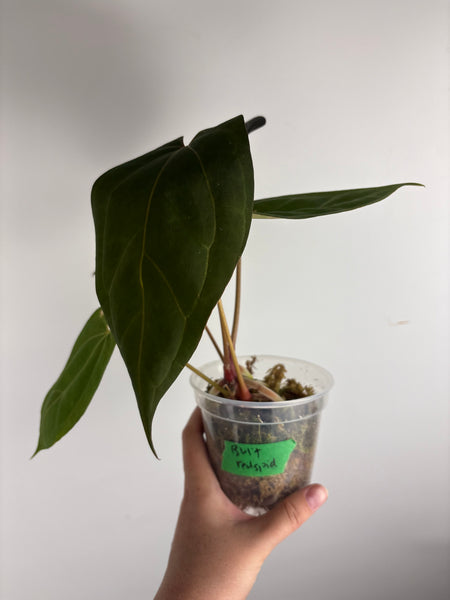 Anthurium Bvit x red spider