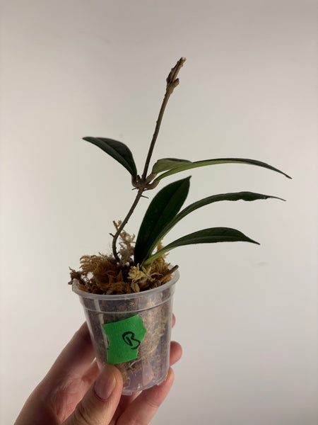 Hoya rigidifolia splash B