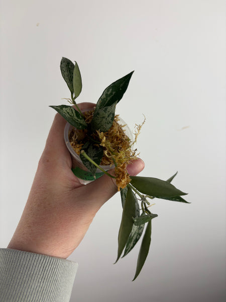 hoya lacunosa middle silver B