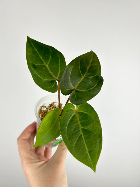 Anthurium papillilaminum Red hybrid x papillilaminum red stem A