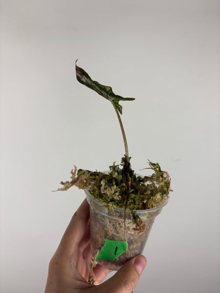 Alocasia Layla 1